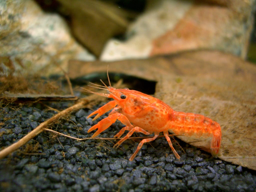 how-to-care-for-mexican-dwarf-crayfish-aquarium-culture