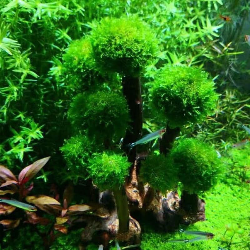 The Best Aquarium MOSS to Grow for Beginners (without CO2) Aquarium
